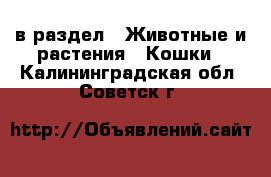  в раздел : Животные и растения » Кошки . Калининградская обл.,Советск г.